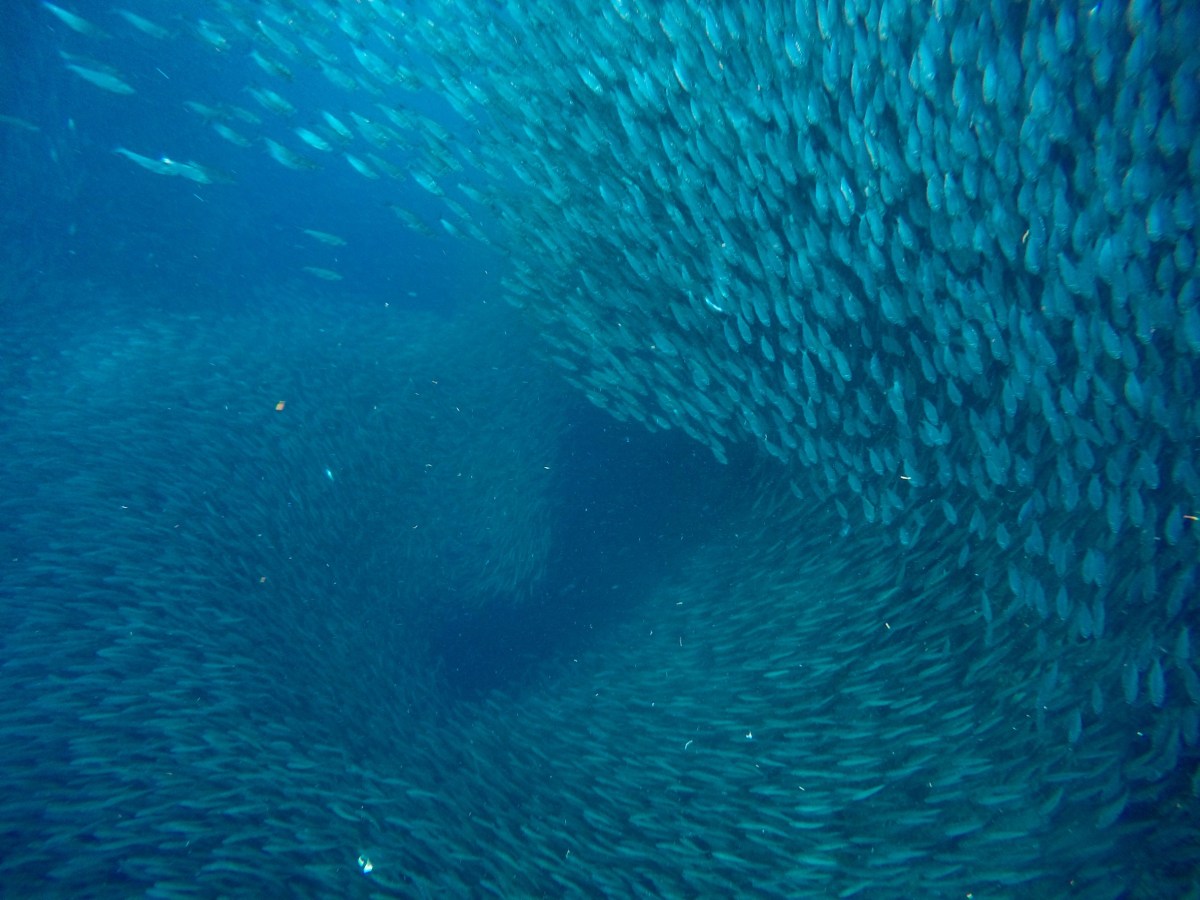 Philippines – Moalboal